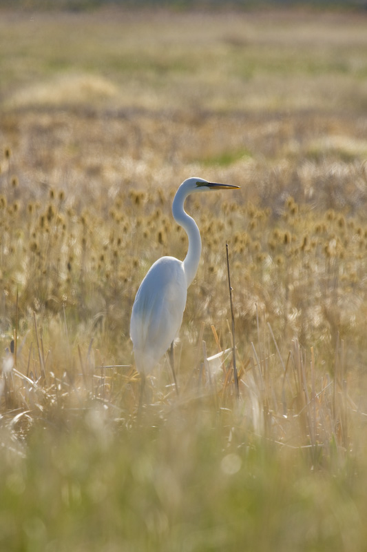 Great Egret